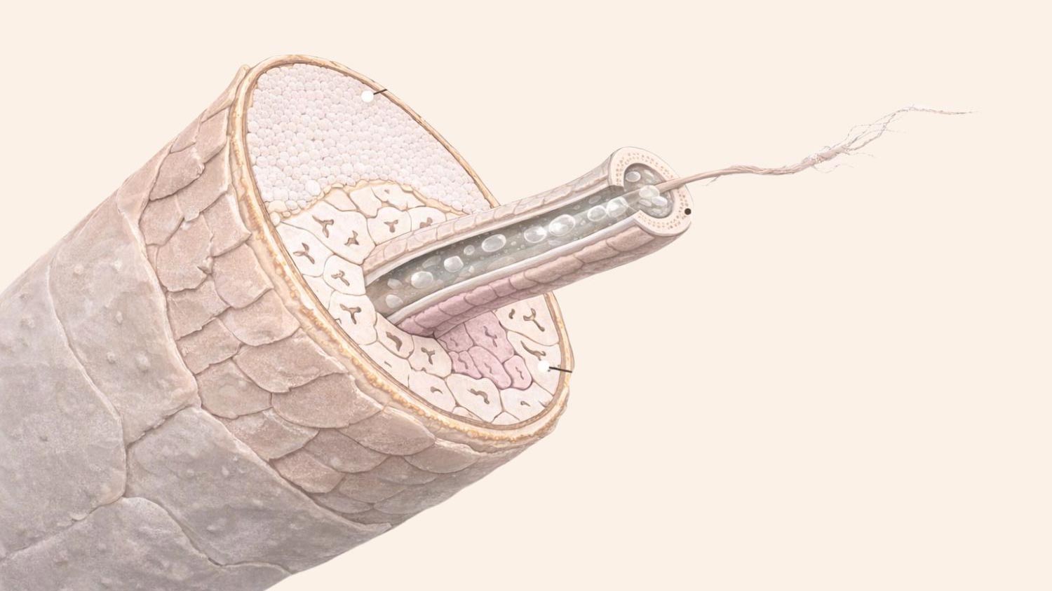 Zoom sur la structure d’une fibre de laine - Lilinappy