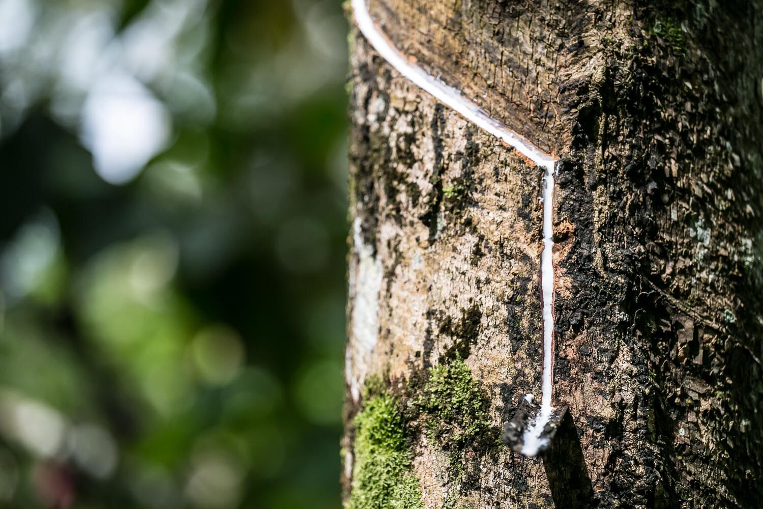 Zoom sur le caoutchouc naturel